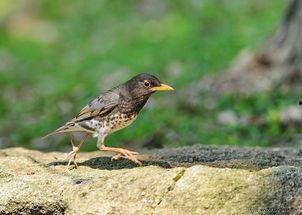 一石二鸟图片,揭秘一石二鸟的巧妙构思