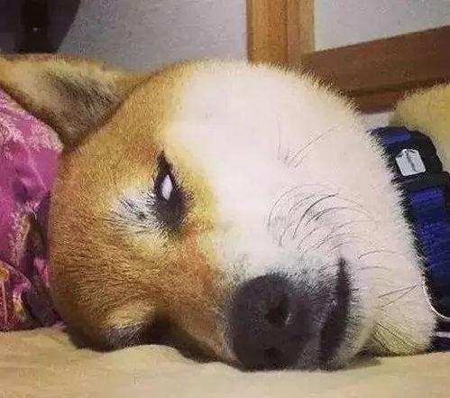 你狗带表情包,萌态百出，笑翻网友